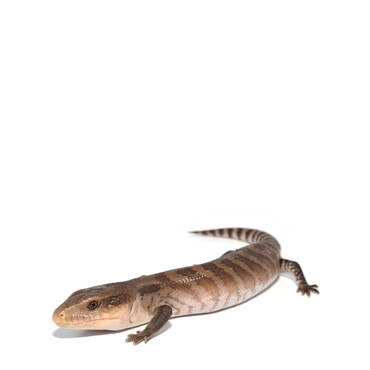 Northern Blue-Tongue Skink